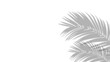 © LionStudio - Realistic shadow of palm leaves on transparent PNG background. Black and white tropical coconut leaf and branches shadow background with blur overlay effect. Summer decoration natural palm leaf PNG.