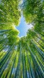 © Ramjan - Immerse yourself in nature's embrace with this vibrant bamboo forest canopy reaching for a bright blue sky