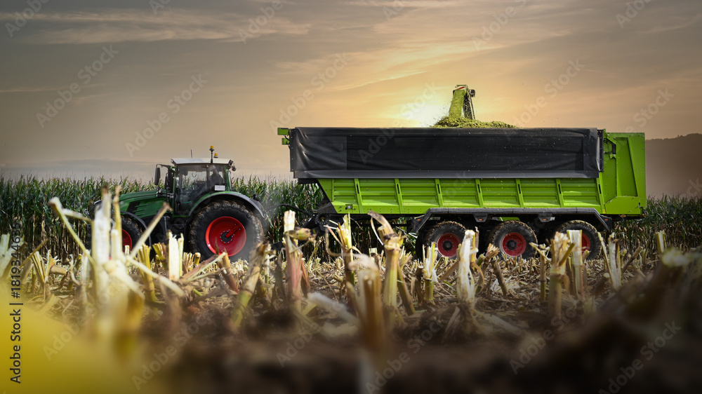 Corn Farm Rig Tractor with trailer harvesting corn in a corn field with a forage ...