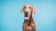 © DMegias - Weimaraner dog posing for a studio portrait, showing its distinctive gray coat and friendly expression on a light blue background