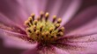 © ArtWorld - Extreme Close Up Macro Shot of Pink Cosmos Flower Stamen and Pollen image photo