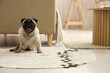 © Pixel-Shot - Cute pug dog with muddy paw prints on rug at home