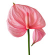 © ArzStudio - Elegant Pink Anthurium Blooms Gracefully on White Backdrop