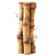 © ArzStudio - Beautiful Bamboo Trunks Standing Tall and Elegant on Display