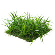 © ArzStudio - Fresh Green Grass on a Bright White Background
