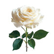 © ArzStudio - Delicate White Rose Stands out Against a Clean Background