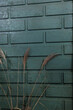 © True Pixel Art - A teal painted brick wall fills the frame as dried grass plumes lean inward. Soft diffused late afternoon light reveals texture, color contrast, and minimal composition.