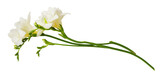 Twigs of white freesia flowers isolated on white or transparent background