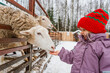 © KseniaJoyg - A little child girl feeds carrots to sheep on a farm on a snowy winter day.