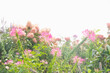 © Tetra Images - Close-up of pink flowers in garden in summer