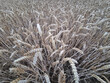 © ovidiu - Golden wheat heads arc toward camera in late summer harvest view
