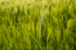 © Volodymyr_sh - Closeup of young green barley head on blurred background, spring growth concept with natural light and soft focus