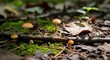 © Agus - A Close-Up View of Small Mushrooms Growing in a Forest Environment with Green Moss and Fallen Leaves