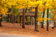 © Drake Fleege - On an overcast day with the wind blowing in the tress, a quiet picnic gazebo accumulates the fallen maple leaves in the picnic area of Mirror Lake State Park, Wisconsin Dells, Wisconsin in mid-October