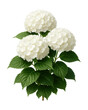 © OMD - Compact hydrangea featuring wide, serrated leaves and large, round white blooms.