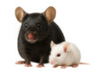 © OMD - Black-furred mouse with albino offspring shows heterozygous genetics.