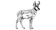 © ieps - Detailed engraved pronghorn drawing: intricate wildlife design with antelope features