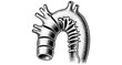 © ieps - Detailed human aorta engraving with stylized anatomical design