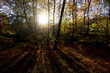 © tiger2506 - The autumn shadows of the forest and the sun brakes trough
