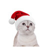 © New Africa - Cute cat in Santa hat on white background