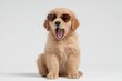 © spyrakot - Adorable Golden Retriever Puppy Yawning in Oversized Sunglasses on White Background