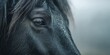 © MNStudio - Close-up of black horse's reflective eye with long lashes in soft winter light and snowy mane details. Majestic equine gaze mystery, serene cold season intimacy vibe.
