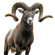 © jhon - Male mouflon sheep with large curved horns, cutout, PNG isolated on white or transparent background