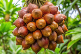 Cluster of fresh salak snake fruit hanging from tree branch