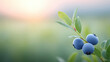 © Image4u - Serene fresh blueberry fruit growing on branch with green leaf in natural organic summer garden during warm sunset glow