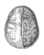 © Timofeeff - Human brain with meninges, superior view showing protective layers and cerebral hemispheres, old vintage illustration, 1899