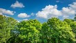 © Carlene - summer scene featuring lush green tree tops contrasted against a vibrant blue sky and fluffy clouds this green tree top line creates a serene and refreshing atmosphere in the summer