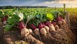 © Clinton - dense cluster of sugar beet roots in a cultivated field with green foliage and wooden stakes