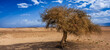 © Connect Images - A solitary tree stands in a vast desert landscape under a bright blue sky. Agafay Desert, Marrakesh-Safi, Morocco