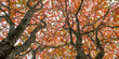 © Connect Images - View from below tree branches with orange and red autumn leaves against the sky. Ontario, Canada