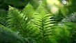 © Daryl - intricate fern fronds varied textures soft light lush green background plant nature