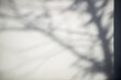 © cookiecutter - Soft Shadows of Branches on Wall