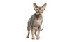 © KinggOlat - Elegant Hairless Sphynx Cat Standing – Isolated on Transparent PNG Background