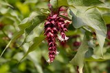 lejcesteria piękna