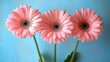 © app - Three pink gerbera daisies on slender green stems with a hint of leaves against a soft blue background, delicate petals exuding gentle cheerful serenity