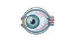© Muttaqin - Anatomical cross-section of the human eyeball showing internal structures for medical education and science concepts