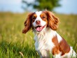 © rattana - Playful spaniel dog with floppy ears in grassy field, happy expression,  cute,  breed