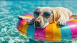 © mila103 - A cheerful dog enjoys a relaxing day on a vibrant float in a sparkling swimming pool. The sun shines brightly as the pet cools off in the water.