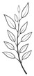 © ITyr - Elegant botanical line art drawing featuring a sprig with detailed leaves, suitable for various creative designs.