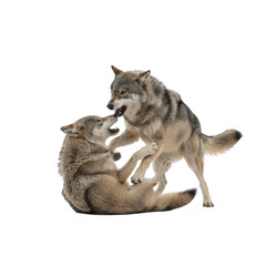  Two wolves play fighting on a black background showing their power and bond