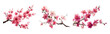 © Narin - Watercolor set of branches of blooming sakura. Branch with pink spring flowers. Hand drawn botanical illustration. First spring flowers. Sakura on isolated on a clean background.