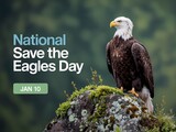 Celebrate national save the eagles day on january 10th with this majestic bald eagle portrait