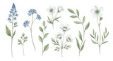 Watercolor set of delicate white anemone and blue wildflower botanical elements isolated on transparent background