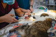 © Gonzalo Infiesta - Veterinary professional caring for cat during procedure