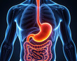 © MSTAFSANA - Medical Illustration of Human Digestive System Anatomy with Stomach and Intestines