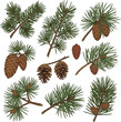 © al - Create a kinds of deferent pine tree branch with cones vector art with white background.